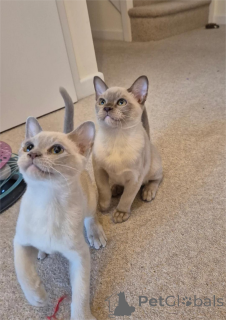 Photo №1. burmese cat - for sale in the city of Bottrop | 361$ | Announcement № 154440