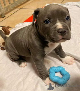 Photo №1. pomeranian - for sale in the city of Mindelheim | negotiated | Announcement № 164628