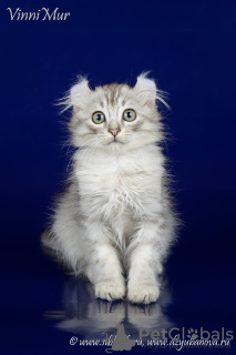 Photo №4. I will sell american curl in the city of St. Petersburg. breeder - price - negotiated