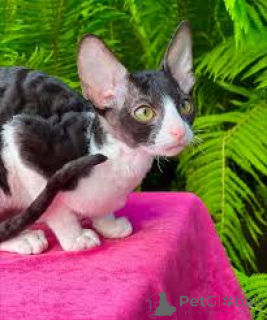 Photo №3. Chatons Orientaux à poil court à vendre. France