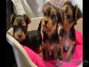 Photo №1. yorkshire terrier - for sale in the city of Berlin | 400$ | Announcement № 56588