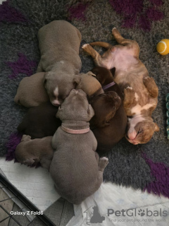 Photo №3. Pocket Bully x alte englische Bulldogge. Germany