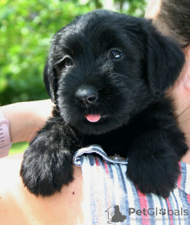 Photo №3. Giant Schnauzer puppies for sale. United States