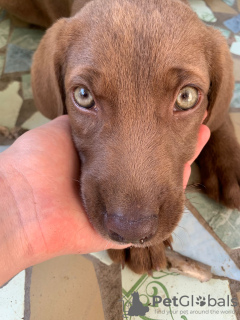 Additional photos: Labrador puppy searches home