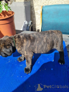 Photo №1. cane corso - for sale in the city of Helsinki | 361$ | Announcement № 167368