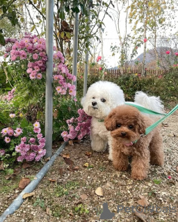 Photo №1. poodle (toy) - for sale in the city of Porto | negotiated | Announcement № 128597