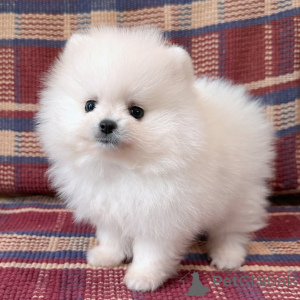Photo №1. pomeranian - for sale in the city of Berlin | 380$ | Announcement № 144282