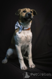 Photo №3. Alba is looking for a house and a loving family!. Russian Federation