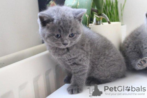 Photo №1. british shorthair - for sale in the city of Штутгарт | 264$ | Announcement № 95807