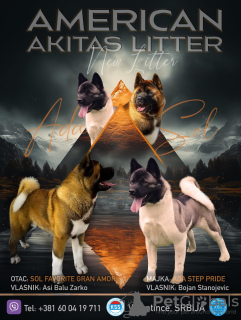 Photo №1. american akita - for sale in the city of Vlasotince | negotiated | Announcement № 77693