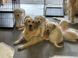 Photo №1. golden retriever - for sale in the city of Mississippi state | 1000$ | Announcement № 160265