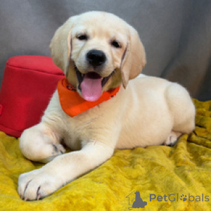 Photo №2 to announcement № 173204 for the sale of labrador retriever - buy in Germany private announcement