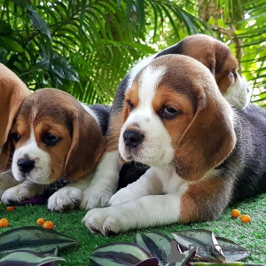 Photo №2 to announcement № 56348 for the sale of beagle - buy in United States breeder