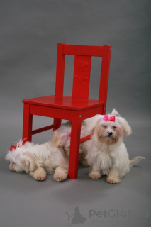 Photo №2 to announcement № 36085 for the sale of maltese dog - buy in Lithuania private announcement