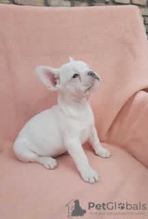 Additional photos: French bulldog