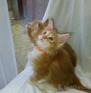 Photo №2 to announcement № 118129 for the sale of maine coon - buy in Germany private announcement, breeder