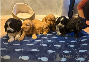 Photo №1. american cocker spaniel - for sale in the city of Budapest | 465$ | Announcement № 171439