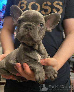 Additional photos: French bulldog Puppies. they are 12 weeks old,