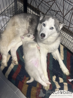 Photo №4. I will sell siberian husky in the city of Малага. private announcement - price - 424$