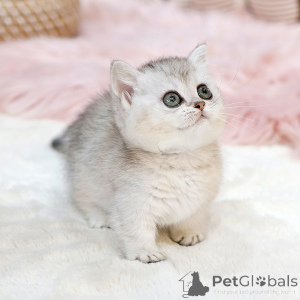 Photo №2 to announcement № 151827 for the sale of munchkin - buy in United States breeder