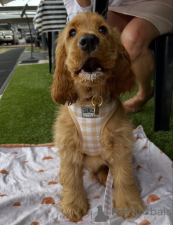 Photo №3. Sweet as sunshine and soft as a hug Daisy brightens every heart she meets.. Iceland