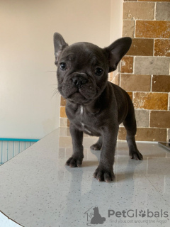Photo №2 to announcement № 108110 for the sale of french bulldog - buy in Germany breeder
