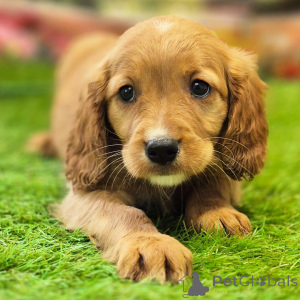 Photo №3. Golden Cavalier Male 10 weeks old Ready to go home. Australia