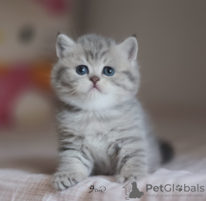 Photo №3. Blue golden tabby. Turkey