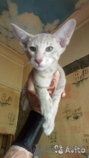 Photo №4. I will sell oriental shorthair in the city of Москва.  - price - 245$