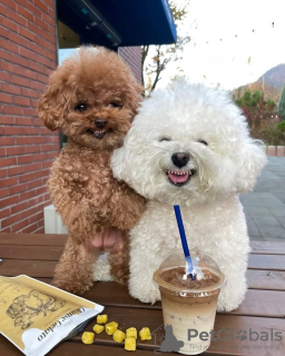 Photo №4. I will sell poodle (toy) in the city of Porto. breeder - price - negotiated