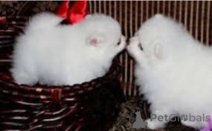 Photo №1. pomeranian - for sale in the city of Bratislava | negotiated | Announcement № 161810