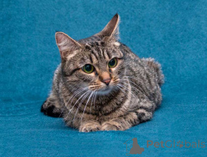 Photo №4. I will sell  in the city of Moskova. private announcement - price - Is free