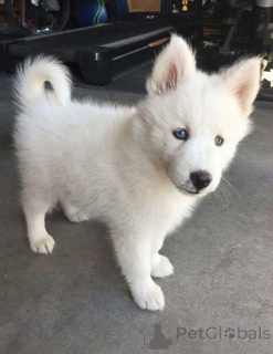 Photo №3. Anyone looking for a White female husky for rescue and adoption?. Norway