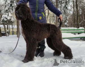 Photo №2 to announcement № 8803 for the sale of afghan hound - buy in Russian Federation from nursery