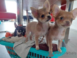 Photo №1. chihuahua - for sale in the city of Bondi Beach | 350$ | Announcement № 71691