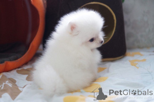 Photo №3. Beautiful mini t-cup Pomeranian puppies for sale.. Canada