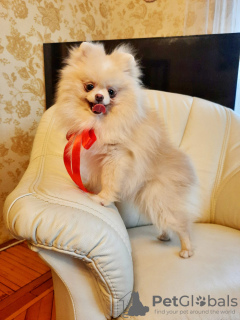 Photo №3. Pomeranian puppy for sale. Belarus