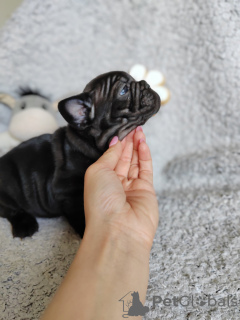 Additional photos: french bulldog puppies