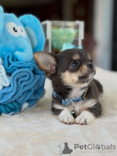 Photo №2 to announcement № 173725 for the sale of chihuahua - buy in Czech Republic breeder