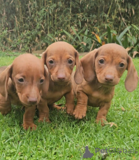 Photo №1. dachshund - for sale in the city of Baierbrunn | negotiated | Announcement № 166376