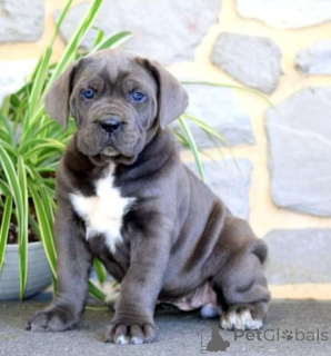 Photo №1. cane corso - for sale in the city of Munich | Is free | Announcement № 139123