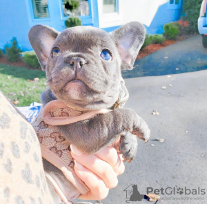 Photo №3. French bulldog. Australia