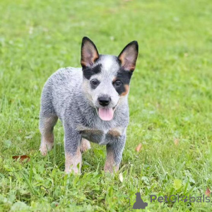 Photo №3. Australian Cattle Dog Puppies (Blue Heeler Puppies) Available now. United States