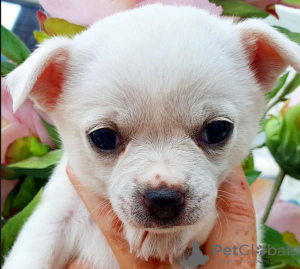 Photo №1. non-pedigree dogs - for sale in the city of Bamberg | Is free | Announcement № 116412