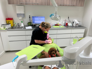 Photo №3. Exclusive Toy /Dwarf Poodle Puppies Premium Lineage, 2 Weeks Old Reservation Now. Belgium