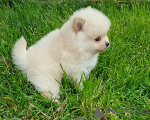 Photo №1. pomeranian - for sale in the city of Dnipro | 581$ | Announcement № 29263