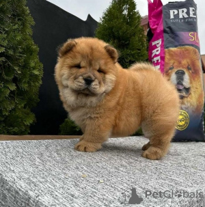 Photo №3. Chow Chow puppies. Serbia