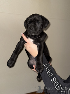 Photo №2 to announcement № 163562 for the sale of cane corso - buy in Serbia breeder