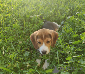 Photo №2 to announcement № 20978 for the sale of beagle - buy in Slovakia private announcement