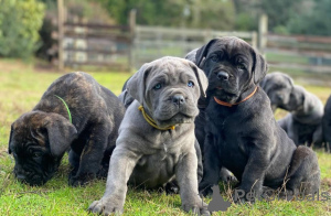 Photo №1. cane corso - for sale in the city of Helsinki | negotiated | Announcement № 174022